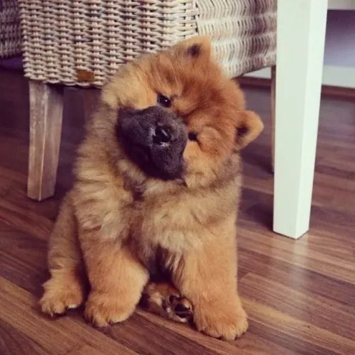 Chow chow filhote disponivel