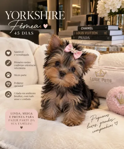 MICRO Yorkshire fêmea