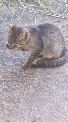 Doação de gatinhos filhotes