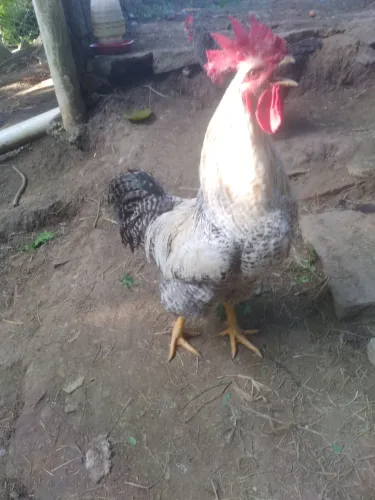 Vendo Galo Carijó 