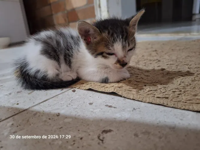 Gato filhote macho