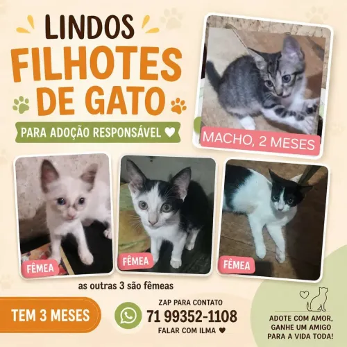 Gatos para doação 