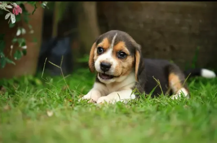 Beagle filhote brincalhao a venda 