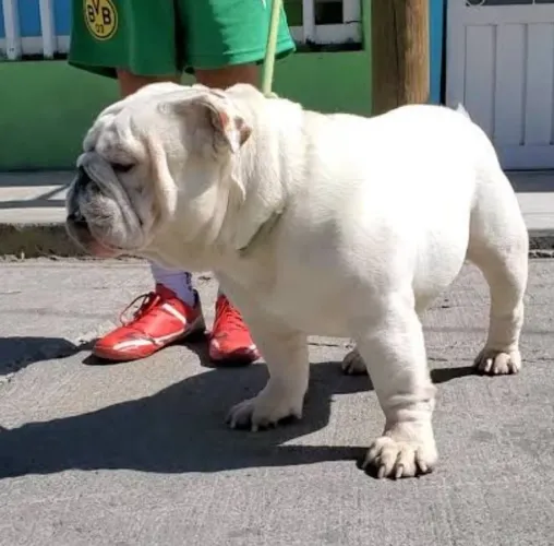 Bulldog inglês FÊMEA 