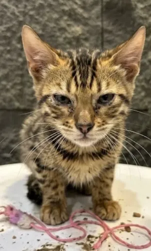 Gato bengal 