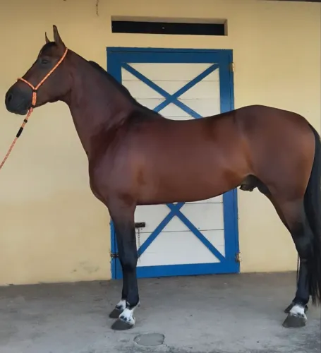 Cavalo