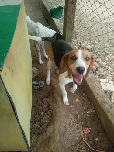 Americano com beagle bigo