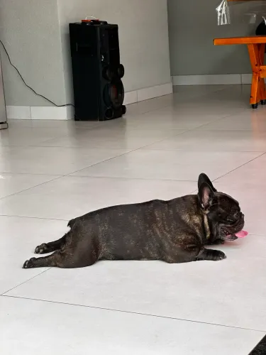 Bulldog Francês procura Namorada