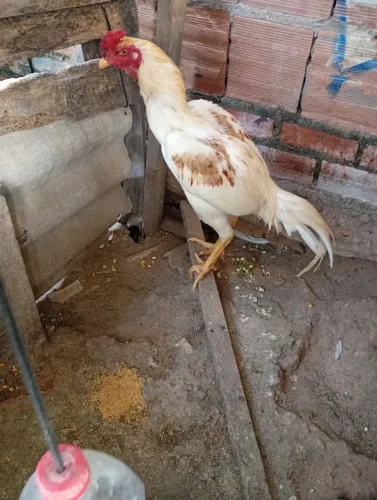 Vendo frango novo