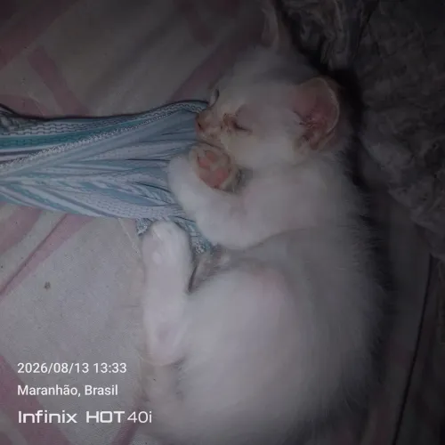 Gato