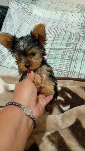 Lindo machinho pequenino