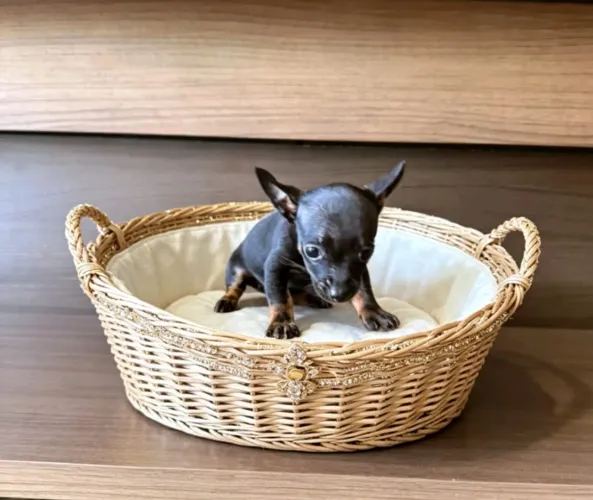 Pinscher Miniatura - Filhotes Disponíveis