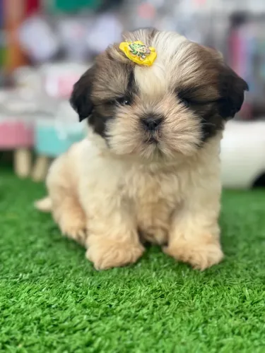 Shih tzu