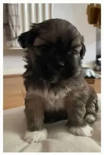 olha que lindos esses poodle x maltes 