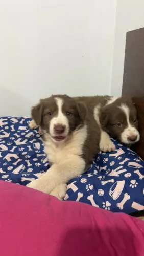 Border collie