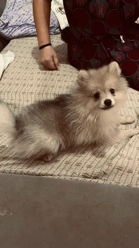 Spitz alemão ou Lulu da pomeranea