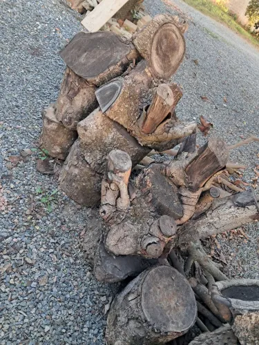 Vendo Tronco de abacateiro.
