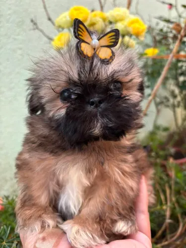 Shih Tzu miniatura fêmea