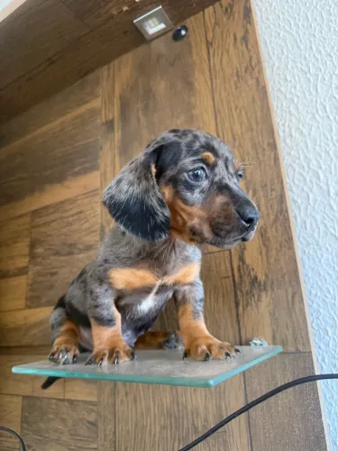 Filhote basset dachshund alerquin macho!!