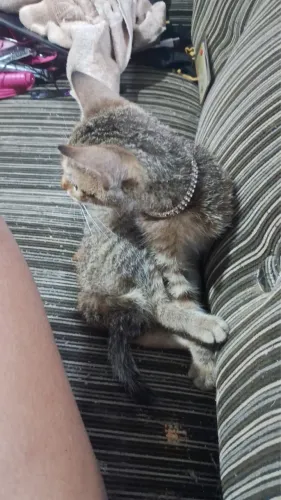 Adoção responsável gatinha filhote