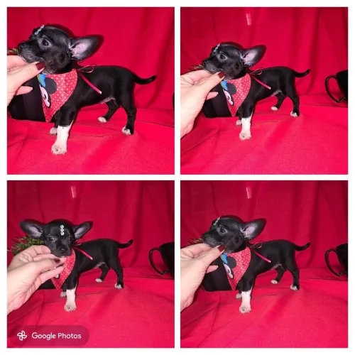 Pinscher fêmea mini linda a pronta entrega