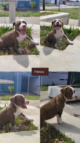 Pit Bull filhote disponível 
