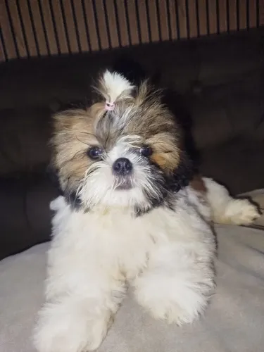 Cachorro da raça shih fêmea 