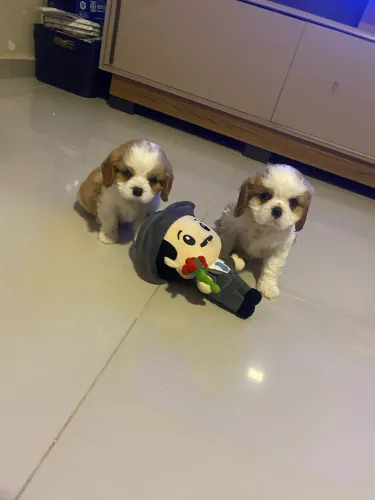 Cavalier fêmea e machinhos 