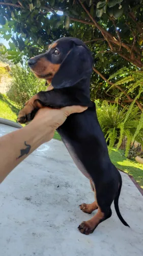 ? Filhote Fêmea Dachshund (Salsicha) Black Tan - Encantadora! ?