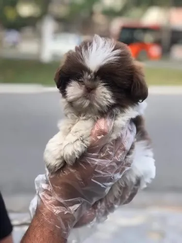 Shih tzu cores lindas, linda pelagem, bem pequnos