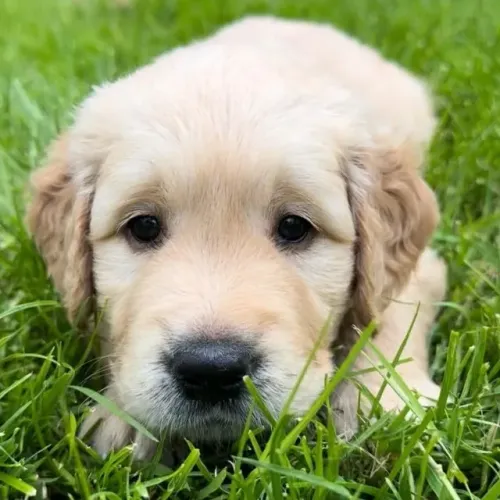 Filhotes de Golden Retriever | Seu próximo amigo pode estar entre nossos destaques!