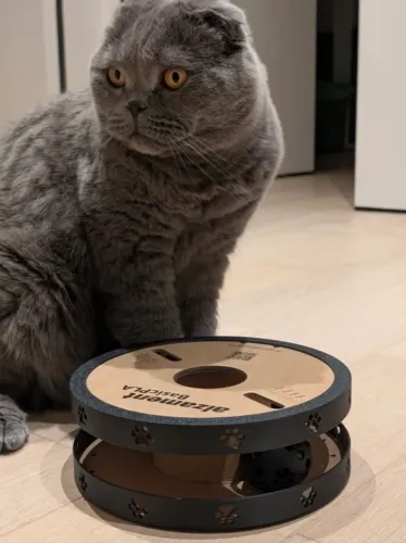 Brinquedo para gato