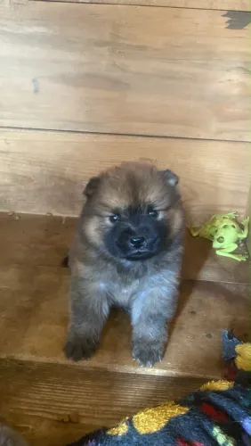 Filhote de chowchow