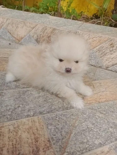 Spitz alemão Anã fêmea, com Pedigree, vacina, contrato em 10x no cartão.