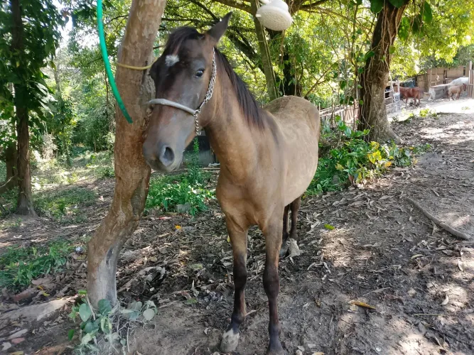 potro mangalarga