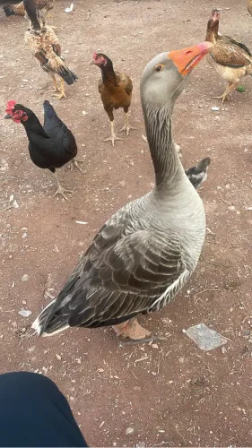 Gansa Fêmea Botando Vendo Ou Troco Por Galinhas ou Garnize 