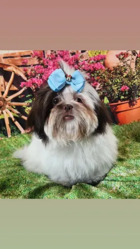 Fêmea de shih tzu 