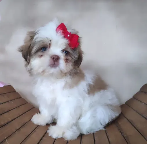 Shih tzu Fêmea Pronta Entrega!! Linda Mocinha.