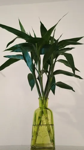 04 hastes (60cm) Bambu da sorte + Vaso de vidro Verbena 