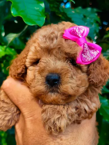 Poodle Toy Várias cores