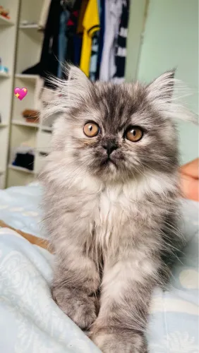 Gato persa filhote