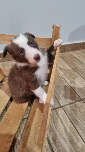 Filhotes de Borde Collie 