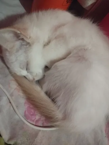 Gatos