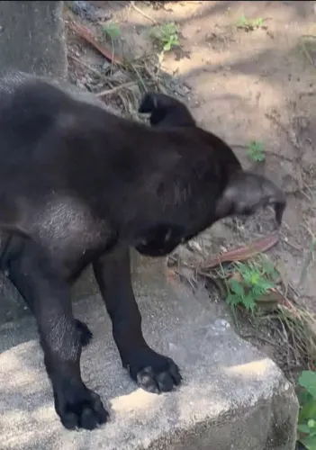 Filhote pra adoção