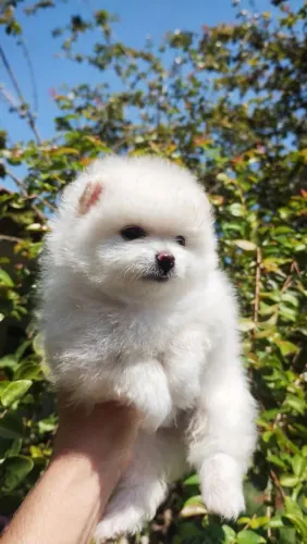Lulu da Pomerânia