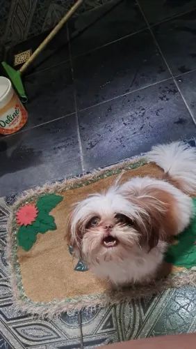 Estou a procura de uma namorado para meu lindo bebê, shih tzu mine puro.