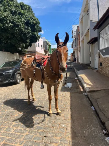 Mula a venda 