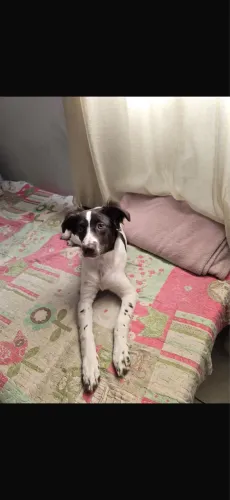 Doação cachorro