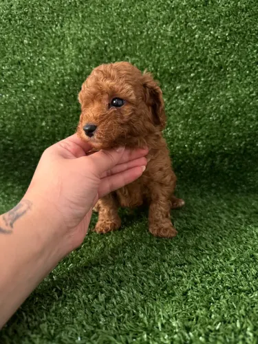 Poodle Toy Filhote Disponível Super Pequeno