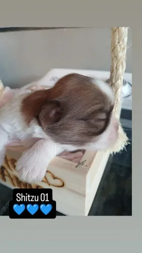 Shitzu fêmea e macho disponível para reserva